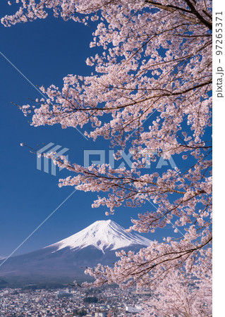 《山梨県》富士山と満開の桜・春の新倉山浅間公園 《山梨県》富士山と満開の桜・春の新倉山浅間公園 97265371