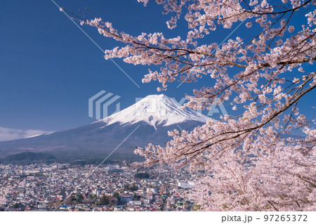 《山梨県》富士山と満開の桜・春の新倉山浅間公園 97265372
