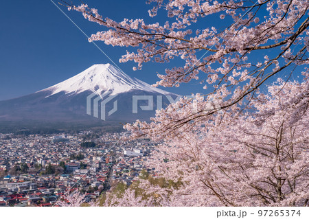 《山梨県》富士山と満開の桜・春の新倉山浅間公園 97265374