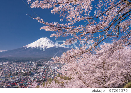 《山梨県》富士山と満開の桜・春の新倉山浅間公園 97265376