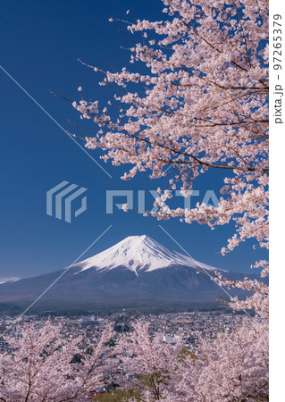 《山梨県》富士山と満開の桜・春の新倉山浅間公園 97265379