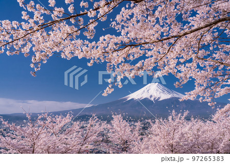 《山梨県》富士山と満開の桜・春の新倉山浅間公園 97265383