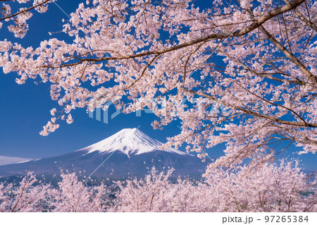《山梨県》富士山と満開の桜・春の新倉山浅間公園 97265384