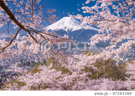 《山梨県》富士山と満開の桜・春の新倉山浅間公園 97265389