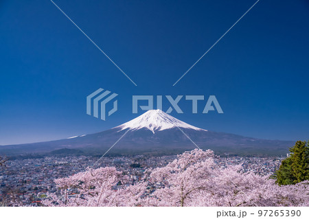 《山梨県》富士山と満開の桜・春の新倉山浅間公園 97265390
