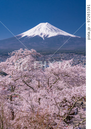 《山梨県》富士山と満開の桜・春の新倉山浅間公園 97265391