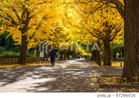 《東京都》黄葉のイチョウ並木・秋の光が丘公園 《東京都》黄葉のイチョウ並木・秋の光が丘公園 97266016
