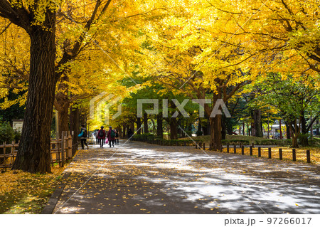 《東京都》黄葉のイチョウ並木・秋の光が丘公園 97266017