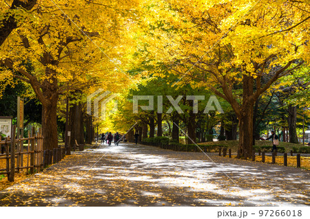 《東京都》黄葉のイチョウ並木・秋の光が丘公園 97266018