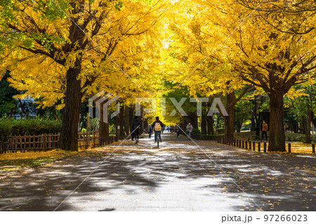 《東京都》黄葉のイチョウ並木・秋の光が丘公園 《東京都》黄葉のイチョウ並木・秋の光が丘公園 97266023