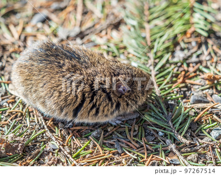 A closeup of a Common vole, Microtus arvalis, on the ground with a blurry background A closeup of a Common vole, Microtus arvalis, on the ground with a blurry background 97267514