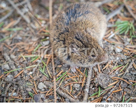 A closeup of a Common vole, Microtus arvalis, on the ground with a blurry background A closeup of a Common vole, Microtus arvalis, on the ground with a blurry background 97267515