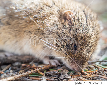 A closeup of a Common vole, Microtus arvalis, on the ground with a blurry background A closeup of a Common vole, Microtus arvalis, on the ground with a blurry background 97267516