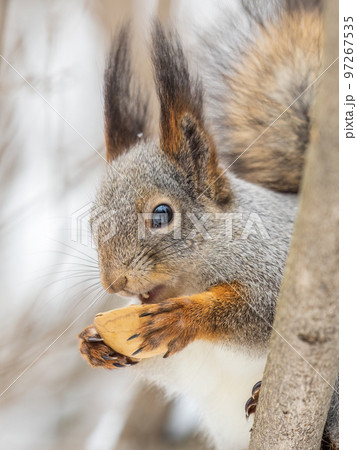 The squirrel with nut sits on tree in the winter or late autumn 97267535