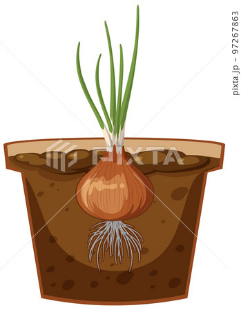 Root of onion plant vector 97267863