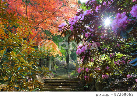 ツツジの寺（大分県豊後高田市） 97269065