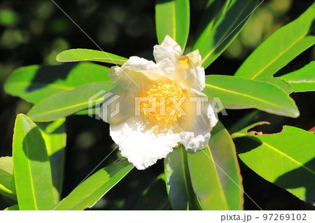 白い台湾椿(タイワンツバキ)の花 白い台湾椿(タイワンツバキ)の花 97269102