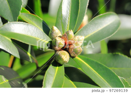 白い台湾椿（タイワンツバキ）の蕾　 97269139