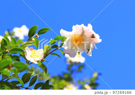 満開の山茶花(サザンカ)の花 満開の山茶花(サザンカ)の花 97269166