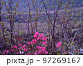 高原に咲くピンクのツツジ 97269167