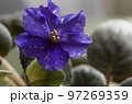 室内の花の女王セントポーリアの青い花 97269359
