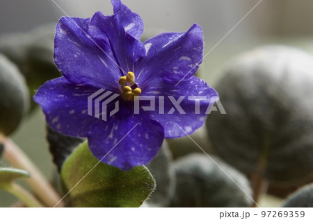 室内の花の女王セントポーリアの青い花 室内の花の女王セントポーリアの青い花 97269359