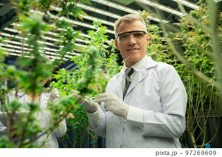 Scientist working at cannabis hemp and gratifying marijuana plantation. Scientist working at cannabis hemp and gratifying marijuana plantation. 97269609