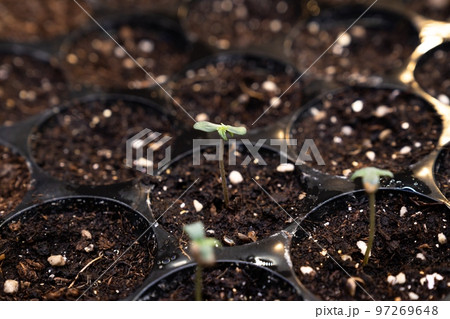Closeup seedlings, cannabis seedlings in gratifying soil-filled planting tray. Closeup seedlings, cannabis seedlings in gratifying soil-filled planting tray. 97269648