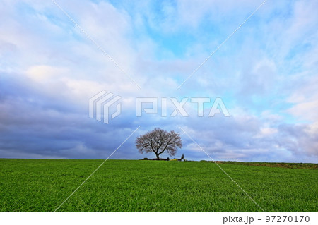 前原の一本桜（熊本県小国町） 97270170