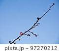 青空と一輪咲いた河津桜の花 97270212