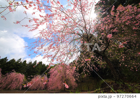 枝垂れ桜(熊本県産山村) 枝垂れ桜(熊本県産山村) 97270664