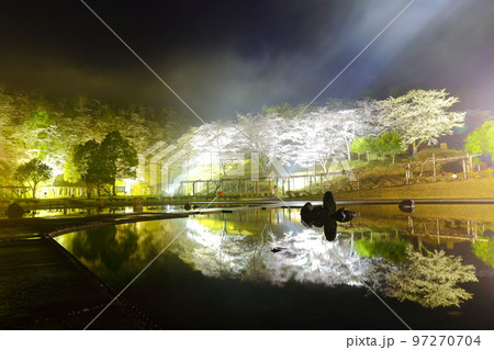 桜のライトアップとリフレクション（大分県臼杵市） 97270704