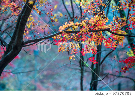 秋の頃の紅葉が美し菊池神社の風景 97270705