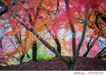 秋の頃の紅葉が美し菊池神社の風景 97270710