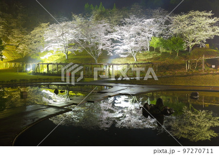桜のライトアップとリフレクション（大分県臼杵市） 97270711