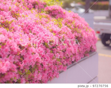 花壇に咲いたたくさんのサツキツツジ 97270756