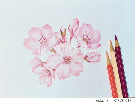 花 フラワー お花 97270837