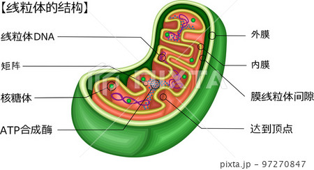 ミトコンドリア 構造 イラスト 中国語のイラスト素材 [97270847] - PIXTA