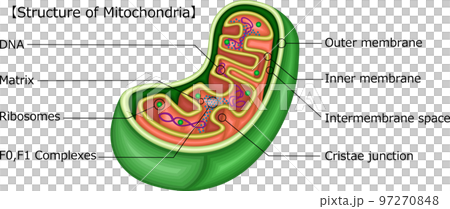 Mitochondrial structure illustration English 97270848