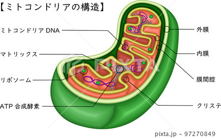 ミトコンドリア 構造 イラスト 日本語のイラスト素材 [97270849] - PIXTA