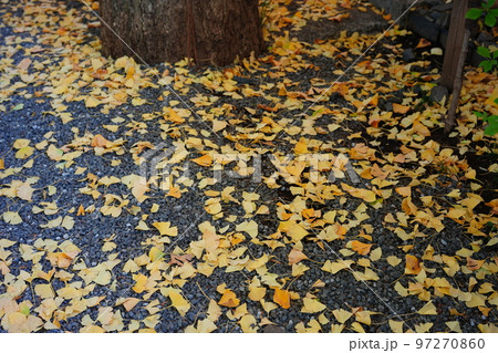 イチョウ秋 イチョウ秋 97270860