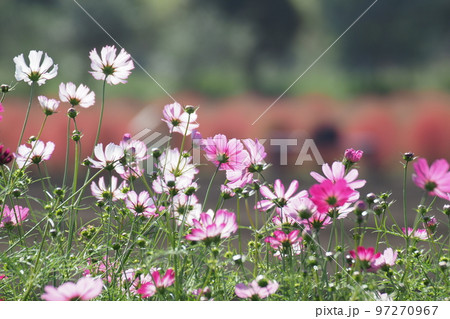コスモスの花とコキアの赤色 97270967