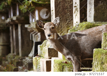 奈良公園シカ 97271537