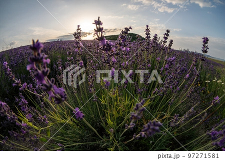 Close up Lavender flower blooming scented fields in endless rows on sunset. Selective focus on Bushes of Lavandula angustifolia purple aromatic flowers at lavender fields. Lavandula officinalis 97271581