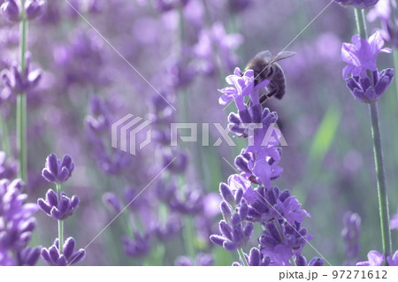 Blooming lavender pollinated by bee in a field at sunset. Proven Blooming lavender pollinated by bee in a field at sunset. Proven 97271612