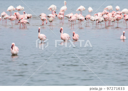 Namibia Flamingos. Group of Pink Flamingos Birds near Walvis Bay, the Atlantic Coast of Namibia, Africa. Namibia Flamingos. Group of Pink Flamingos Birds near Walvis Bay, the Atlantic Coast of Namibia, Africa. 97271633