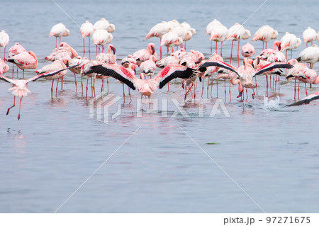Namibia Flamingos. Group of Pink Flamingos Birds near Walvis Bay, the Atlantic Coast of Namibia, Africa.  97271675