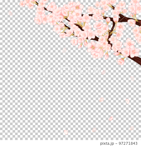 Spring white background frame with scattered cherry blossom petals 97271843