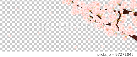 Spring white background frame with scattered cherry blossom petals 97271845