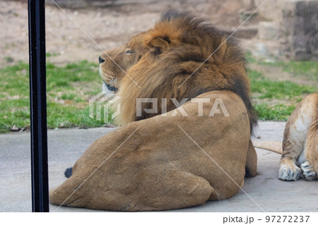 EOSR6.広島市内、雄ライオンの背中。 97272237